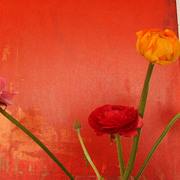 Bunt_002_card