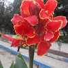 Dsc06599_thumb