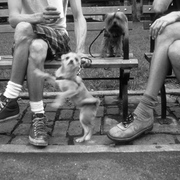 Ny_52_card