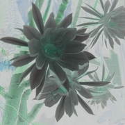 Blugreen_card