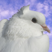 White_pigeon_on_clouds_card