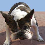 Buster_cut_card
