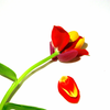 C0bf18afcc4752a9ce06d51cf6692b26_thumb
