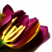Fd9049bbce61f49ff8f09938f43fbb65-1_card