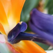Sonne_teneriffa_029_card
