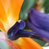Sonne_teneriffa_029_thumb