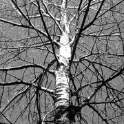 Birch1_card