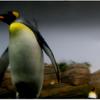 Penguin_thumb