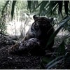 Tiger1_thumb