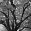 Tree_thumb