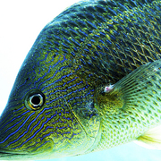 Fish_bright_card