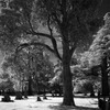 Tree_2_thumb