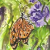 Butterfly_thumb