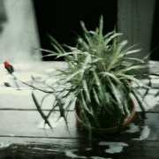 Wet_carnation_copy_card