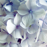 Hydrangea_1_copy_card