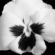 Pansy_05-1_copy_card