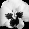 Pansy_05-1_copy_thumb