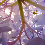 Hydrangea_4_copy_card