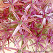 Allium_card