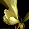 Amaryllis-3_thumb