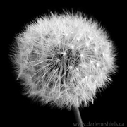 Dandelion_card
