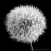 Dandelion_thumb