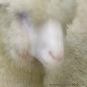 Lamb-copy_card