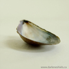 Mussel_2_thumb
