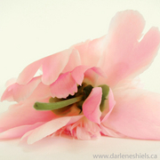 Peony_card