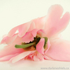 Peony_thumb