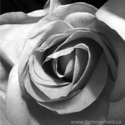Rose_card