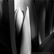 Tulip--16_card