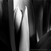 Tulip--16_thumb