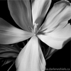 Tulip-18_thumb