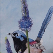 Fairywern_card