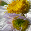 Hello_flower_thumb