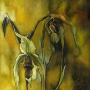 Lady_slipper_with_yellow_2_card