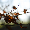 Aching_for_light_01__thumb
