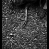 Zwart_asfalt_01_thumb