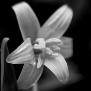 Wildflower_card