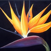 Beauty_of_birds_of_paradise__card
