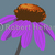 Rudbeckia_tiny_square