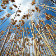 Reeds_card