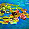 Waterlillies1200opt_thumb