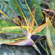 Bird_of_paradise_flower_medium_card