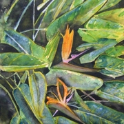 Bird_of_paradise_2_small_card