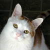 Whiskers2_thumb
