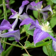 Clematis8x10_card