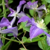 Clematis8x10_thumb