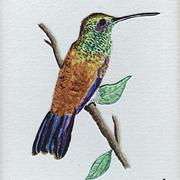 Amazilia__1989_card